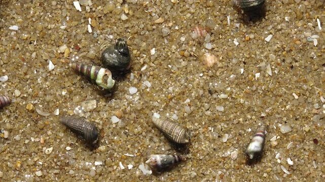 Sea Snail Mudflat Beach Sand Shell Sea Ocean Nature Korea 고둥 갯벌 해변 모래 조개 바다 해양 자연 한국 갯벌생물 백사장 질감 텍스처