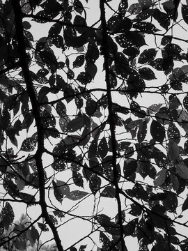 Black and white abstract looking up into tree leaves and branches