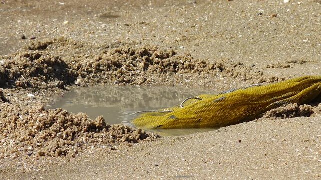 Korean Mudflat Octopus Harvesting Fishing Fisher Mud Mudflat Sea Ocean Fisherman Korea 한국 갯벌 낙지잡이 뻘낙지 낙지 어민 채취 수산물 해양 전통 작업 어업 바다