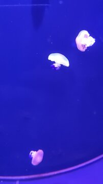large pink purple jellyfish with long tentacles, in the deep sea, ocean, in a blue aquarium. jellyfish dance, swim underwater