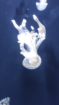 large pink purple jellyfish with long tentacles, in the deep sea, ocean, in a blue aquarium. jellyfish dance, swim underwater