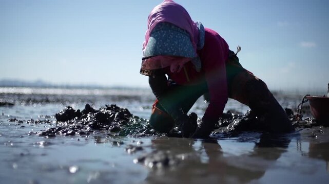 Korean Mudflat Octopus Harvesting Fishing Fisher Mud Mudflat Sea Ocean Fisherman Korea 한국 갯벌 낙지잡이 뻘낙지 낙지 어민 채취 수산물 해양 전통 작업 어업 바다