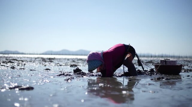 Korean Mudflat Octopus Harvesting Fishing Fisher Mud Mudflat Sea Ocean Fisherman Korea 한국 갯벌 낙지잡이 뻘낙지 낙지 어민 채취 수산물 해양 전통 작업 어업 바다