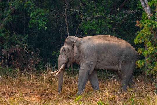 The Asian elephant (Elephas maximus) is a large mammal with a gray body and a long, protruding nose known as a trunk; the trunk of the Asian elephant features a single "finger"
