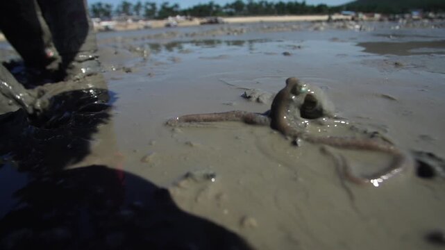 Korean Mudflat Octopus Harvesting Fishing Fisher Mud Mudflat Sea Ocean Fisherman Korea 한국 갯벌 낙지잡이 뻘낙지 낙지 어민 채취 수산물 해양 전통 작업 어업 바다