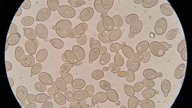 Bakery yeast cells viewed through an optical microscope, showing detailed cellular structures in 1K, authentic microscopic appearance, scientific laboratory visualization, 4K video