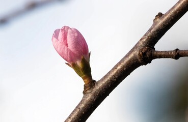 Fototapeta premium First Cherry Blossom Bud Opening Bare Branch Spring Transition Concept.