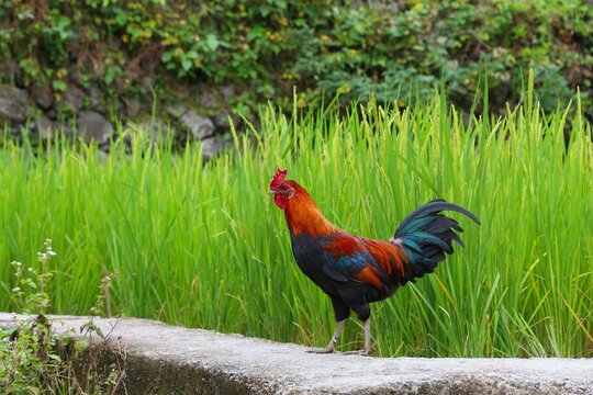 Rooster with colorful plumage. Philippines rice field in Batad village.