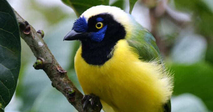 Inca jay (Cyanocorax yncas). In montane rainforest on the Amazonian slopes of the Andes near Cosanga, Napo province, Ecuador