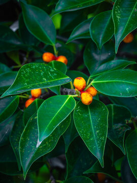 Ficus Benjamina