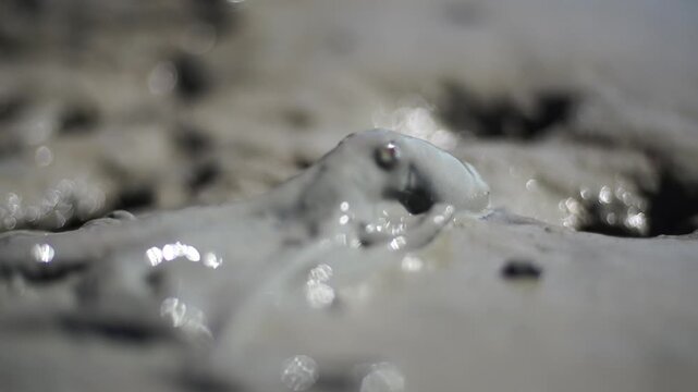 Korean Mudflat Octopus Harvesting Fishing Fisher Mud Mudflat Sea Ocean Fisherman Korea 한국 갯벌 낙지잡이 뻘낙지 낙지 어민 채취 수산물 해양 전통 작업 어업 바다
