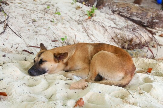 Mixed breed dog sleeping on beach sand in Palawan, Philippines.