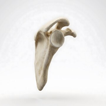 3D anatomical rendering of human scapula lateral view displaying glenoid fossa and acromion process