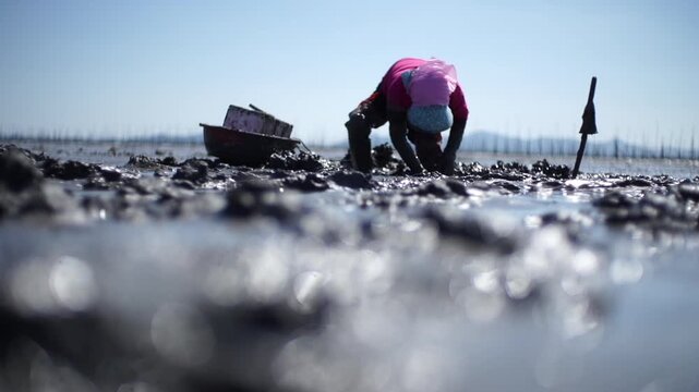Korean Mudflat Octopus Harvesting Fishing Fisher Mud Mudflat Sea Ocean Fisherman Korea 한국 갯벌 낙지잡이 뻘낙지 낙지 어민 채취 수산물 해양 전통 작업 어업 바다
