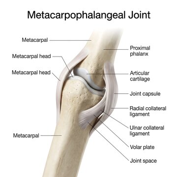Metacarpophalangeal joint anatomy diagram showing finger joint structure