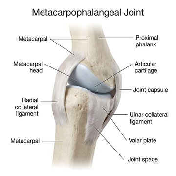 Metacarpophalangeal joint anatomy diagram front view of finger joint