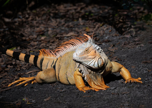 Handsome large male iguana with turned head on dark brown ground exhibits bright orange skin indicating breeding season and/or dominance.