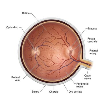 Human retina anatomy infographic diagram displaying macula optic disc fovea and blood vessels