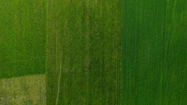 green grass texture background