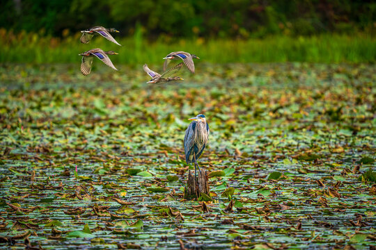 Great Blue Herons and Merganser Ducks in the Marsh