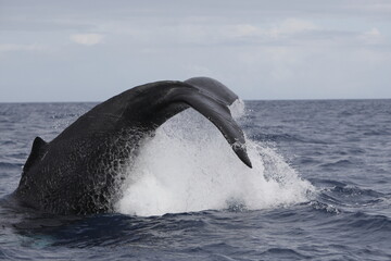 Humpback whale tail slapping the water in the Caribbean © willtu