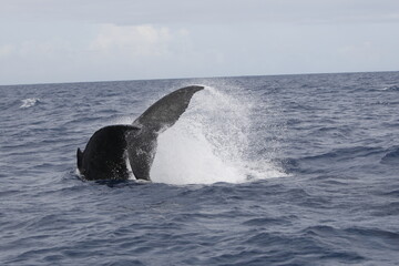 Humpback whale tail slapping the water in the Caribbean © willtu