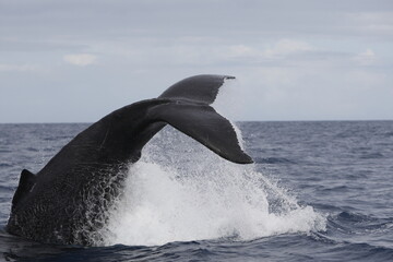 Humpback whale tail slapping the water in the Caribbean © willtu