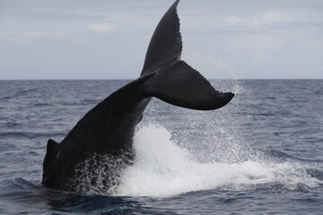 Humpback whale tail slapping the water in the Caribbean © willtu