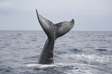 Humpback whale tail slapping the water in the Caribbean © willtu
