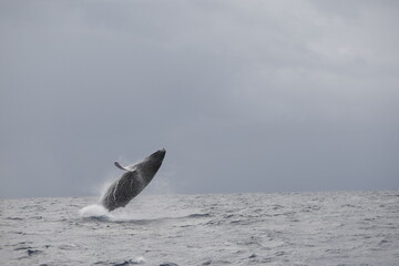 Leaping humpback whale in the Caribbean © willtu