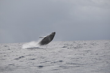 Leaping humpback whale in the Caribbean © willtu