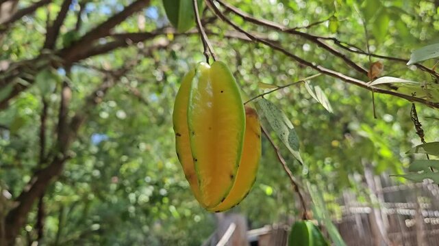 Ripe Yellow Star Fruit Hanging on Tree Branch Swaying in Tropical Garden