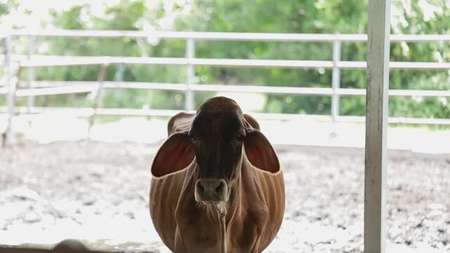 Cow eats hay behind a metal feeding fence inside a livestock barn. Agricultural footage representing cattle feeding, animal nutrition, livestock farming, and animal husbandry.