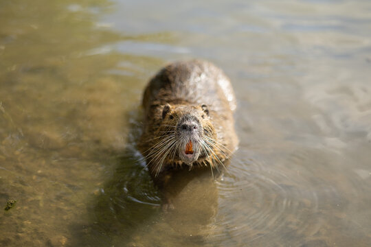 Close-up nutria with orange incisors standing in shallow water
