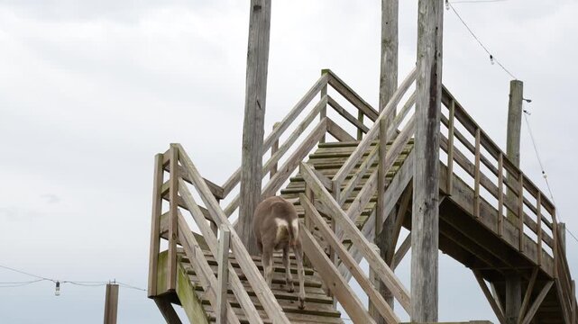 Horizontal video of a goat climbing tall wooden stairs, playful and agile animal showing off its natural climbing skills at the zoo