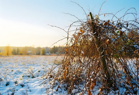 Winter dormancy and seasonal change, dry tangled vines covered in light snow in a frozen meadow at sunrise with soft golden light and cold atmosphere