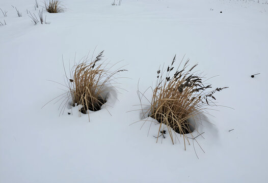 Winter resilience and survival concept, dry grass tufts emerging through deep white snow in a cold frozen landscape during the winter season