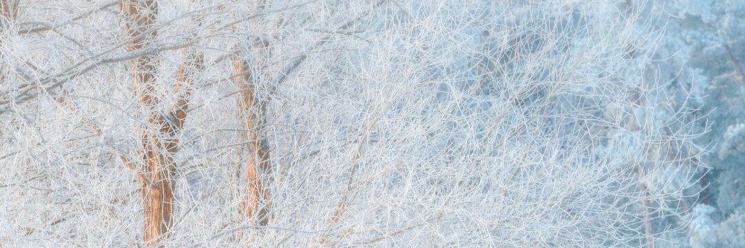 Winter forest with snow-covered trees and a soft blue background