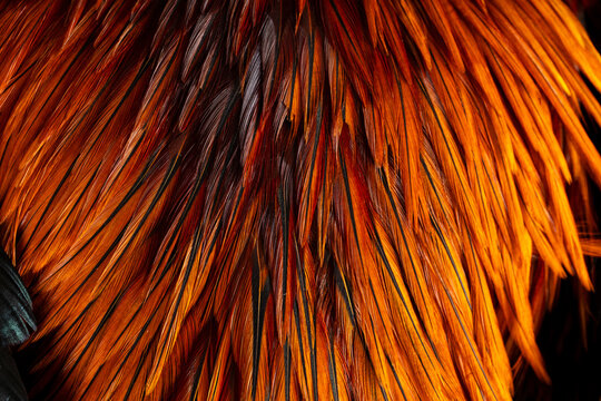 Vibrant Orange and Red Rooster Feather Texture Macro Background,A detailed macro photograph capturing the rich texture of vibrant orange, red, and golden rooster feathers. The sharp detail .