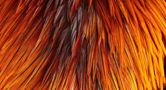 Vibrant Orange and Red Rooster Feather Texture Macro Background,A detailed macro photograph capturing the rich texture of vibrant orange, red, and golden rooster feathers. The sharp detail .
