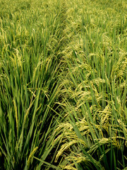 Fototapeta premium High angle vertical composition showing thick layers of young green paddy (Oryza sativa) crops inside a traditional Indonesian rural plantation field