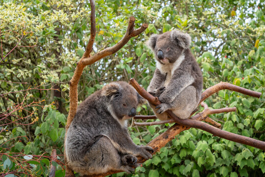 Two koalas resting on tree branches in Kangaroo Island, Australia