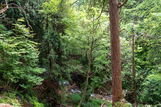 Hiking trail through the Nakasendo between Magome and Tsumago, Japan