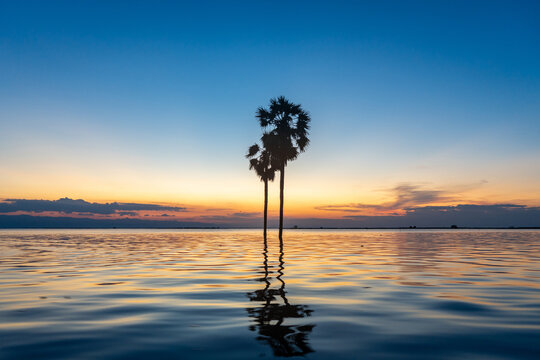 Borassus palms at sunset on Lake Tempe, Sulawesi, Indonesia