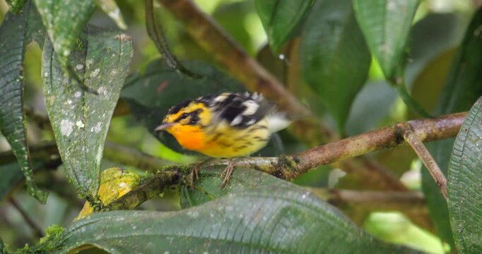 Blackburnian warbler (Setophaga fusca). In montane rainforest on the Amazonian slopes of the Andes near Cosanga, Napo province, Ecuador.