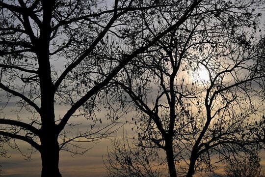 Sonne hinter Baumschatten vor Abendhimmel