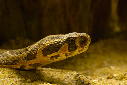 Daboia palaestinae, also known as the Palestine viper: a portrait of a large, highly venomous snake.