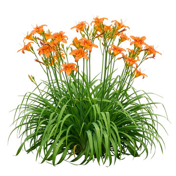 Orange daylily clump with flowers isolated on transparent background