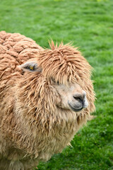 Fototapeta premium Cute Alpaca Headshot Standing in Green Meadow