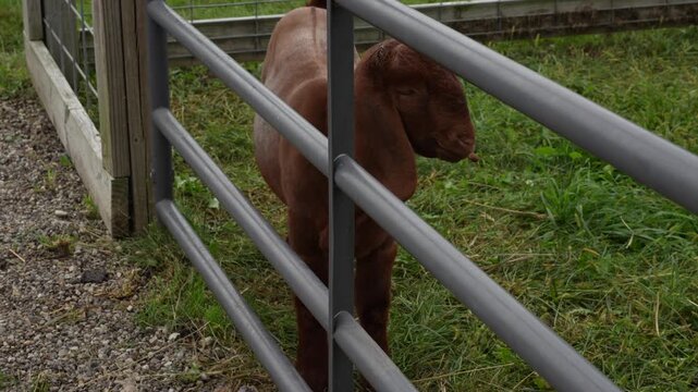 Brown goat with long ears standing behind a fence at the zoo horizontal video